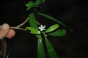 <strong>Ochrosia alyxioides - Ramon, Laurence - 87</strong><br />© Ramon, Laurence